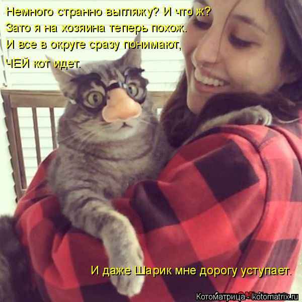 Котоматрица: Немного странно выгляжу? И что ж? Зато я на хозяина теперь похож. И все в округе сразу понимают,  ЧЕЙ кот идет. И даже Шарик мне дорогу уступае