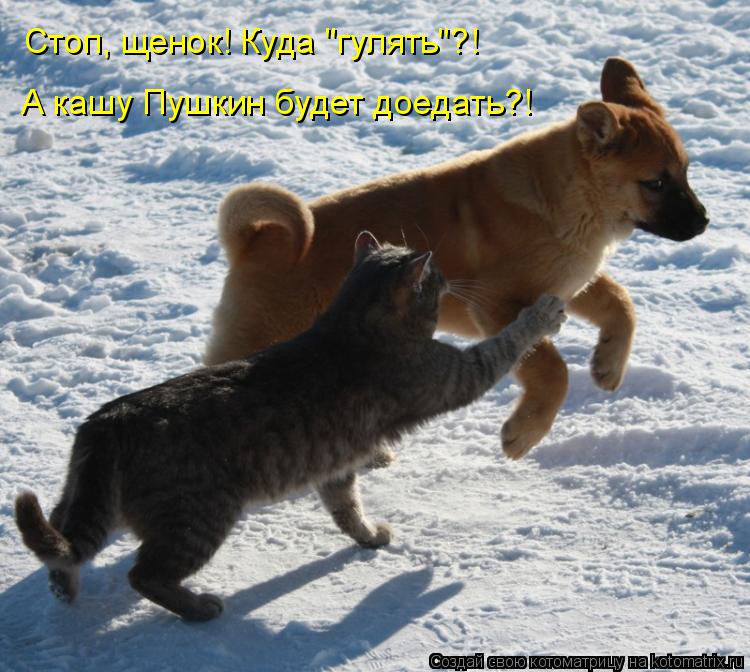 Котоматрица: А кашу Пушкин будет доедать?! Стоп, щенок! Куда "гулять"?!