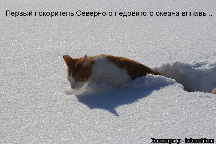 Котоматрица: Первый покоритель Северного ледовитого океана вплавь...