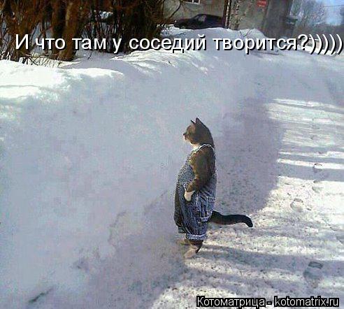 Котоматрица: И что там у соседий творится?)))))