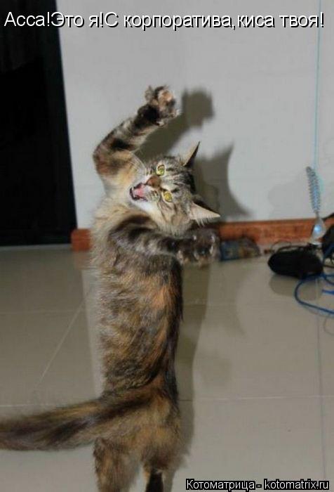 Котоматрица: Асса!Это я!С корпоратива,киса твоя!