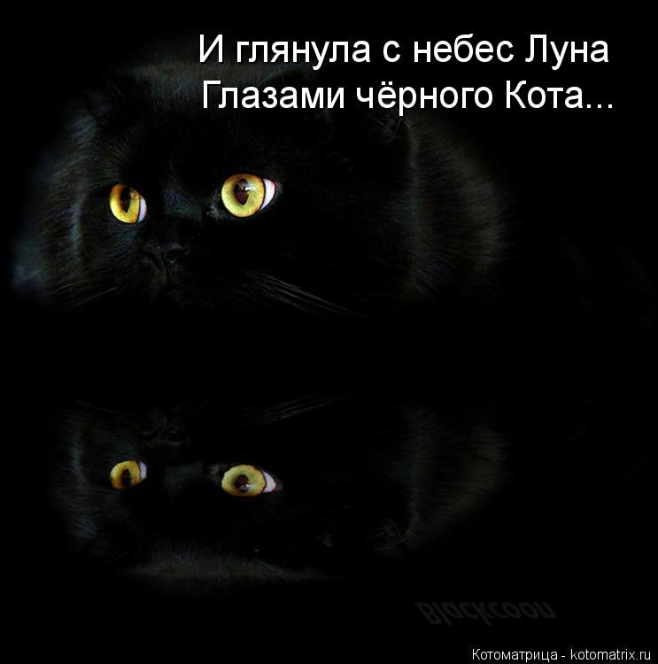 Котоматрица: И глянула с небес Луна Глазами чёрного Кота...