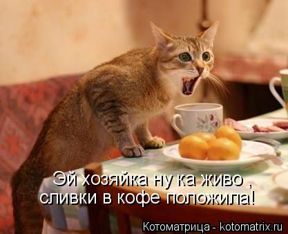 Котоматрица: Эй хозяйка ну ка живо , сливки в кофе положила!