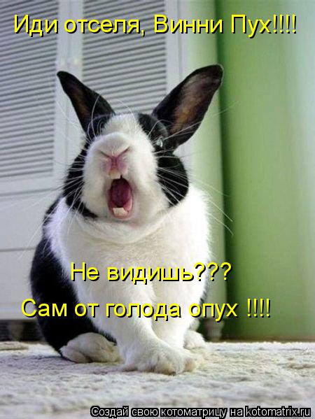 Котоматрица: Иди отселя, Винни Пух!!!! Не видишь??? Сам от голода опух !!!!