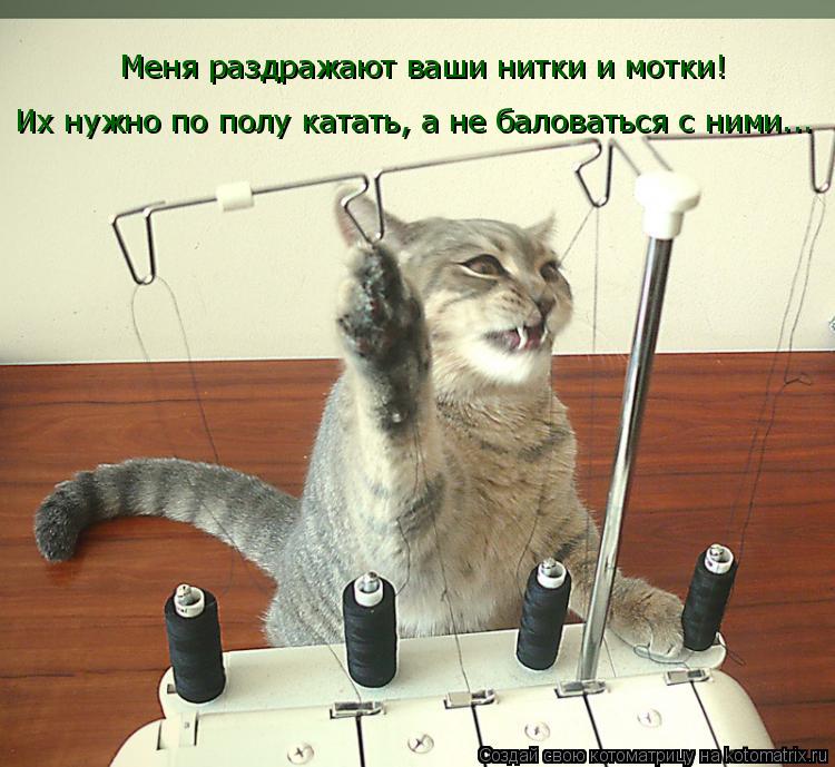 Котоматрица: Меня раздражают ваши нитки и мотки! Их нужно по полу катать, а не баловаться с ними...