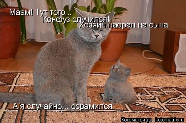 Котоматрица: Маам! Тут того... Конфуз случился! Хозяин наорал на сына, А я случайно... осрамился.