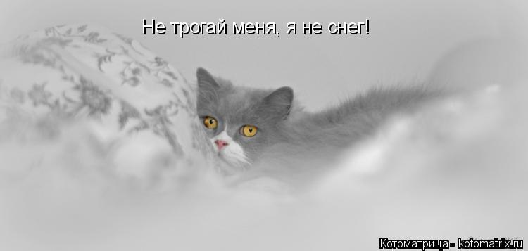 Котоматрица: Не трогай меня, я не снег!