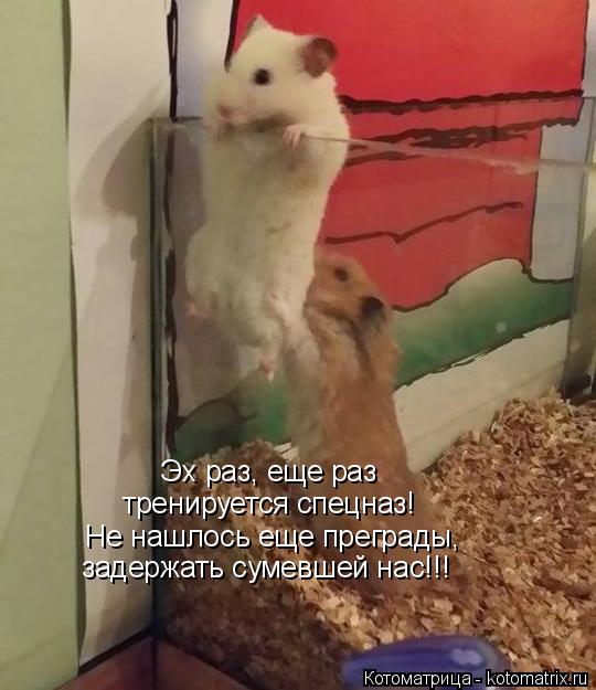 Котоматрица: Эх раз, еще раз тренируется спецназ! Не нашлось еще преграды, задержать сумевшей нас!!!