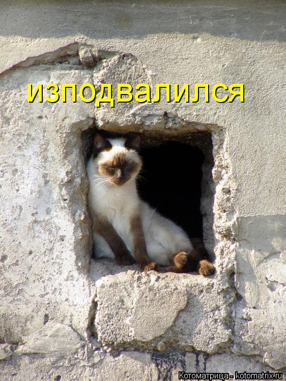 Котоматрица: изподвалился