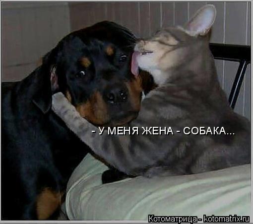 Котоматрица: - У МЕНЯ ЖЕНА - СОБАКА...