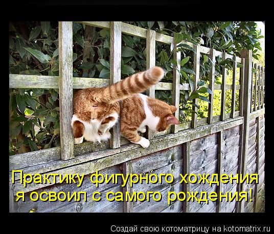 Котоматрица: Практику фигурного хождения я освоил с самого рождения!