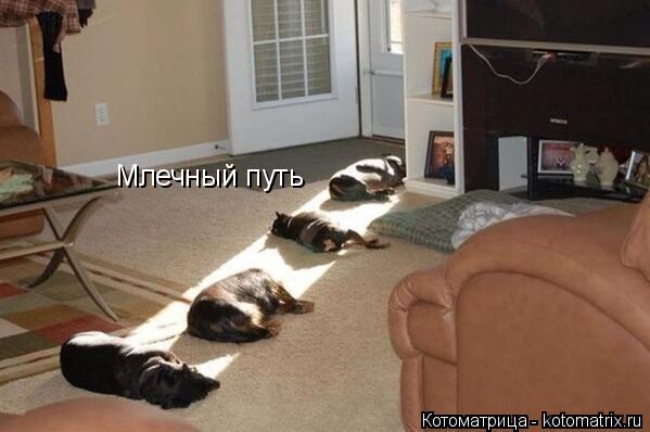 Котоматрица: Млечный путь