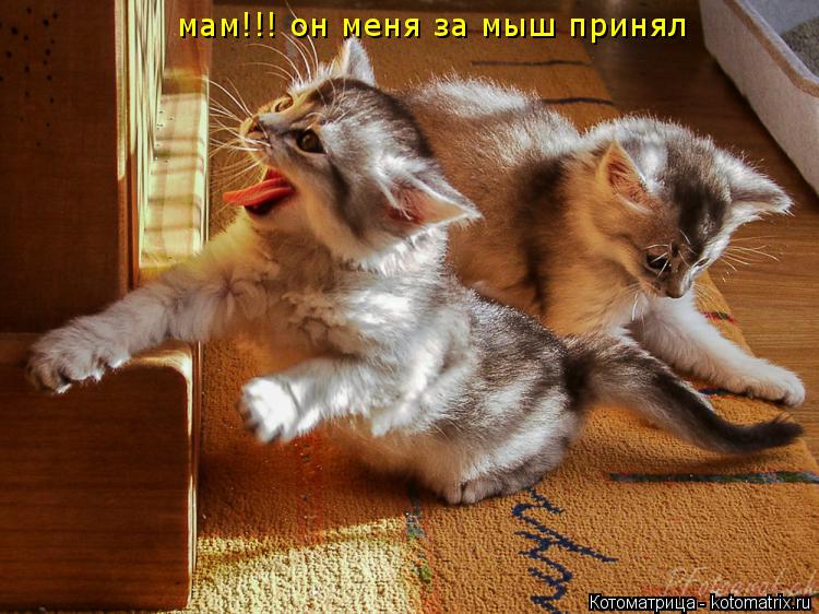 Котоматрица: мам!!! он меня за мыш принял