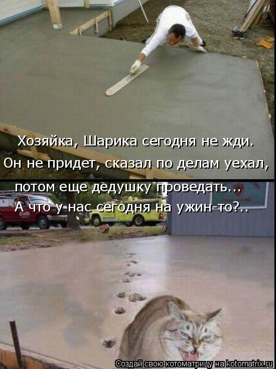 Котоматрица: Хозяйка, Шарика сегодня не жди. Он не придет, сказал по делам уехал, потом еще дедушку проведать... А что у нас сегодня на ужин-то?..