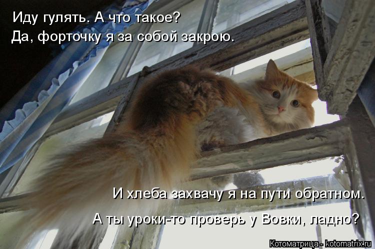 Котоматрица: Иду гулять. А что такое? Да, форточку я за собой закрою. И хлеба захвачу я на пути обратном. А ты уроки-то проверь у Вовки, ладно?