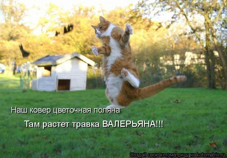 Котоматрица: Наш ковер цветочная поляна Там растет травка ВАЛЕРЬЯНА!!!