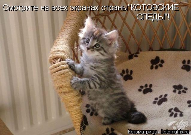 Котоматрица: Смотрите на всех экранах страны"КОТОВСКИЕ СЛЕДЫ"!