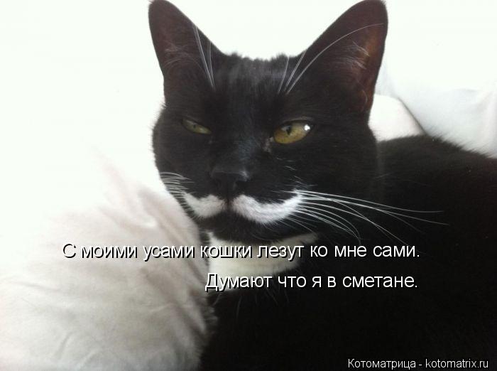Котоматрица: С моими усами кошки лезут ко мне сами. Думают что я в сметане.