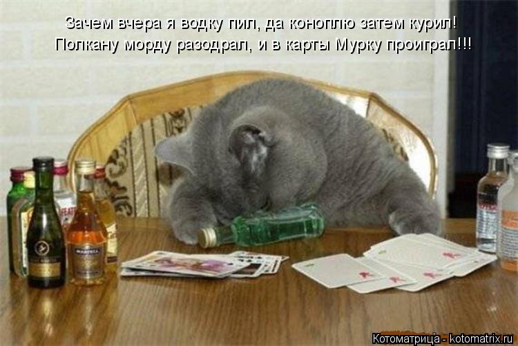 Котоматрица: Зачем вчера я водку пил, да коноплю затем курил! Полкану морду разодрал, и в карты Мурку проиграл!!!