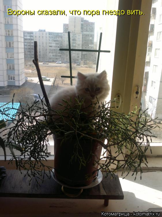 Котоматрица: Вороны сказали, что пора гнездо вить.