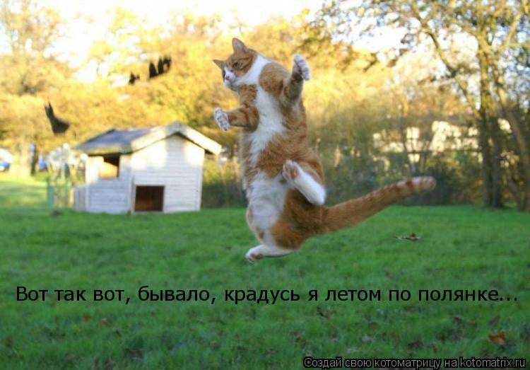 Котоматрица: Вот так вот, бывало, крадусь я летом по полянке...