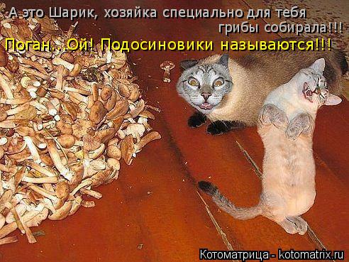 Котоматрица: А это Шарик, хозяйка специально для тебя   грибы собирала!!!  А это Шарик, хозяйка специально для тебя  Поган...Ой! Подосиновики называются!!!