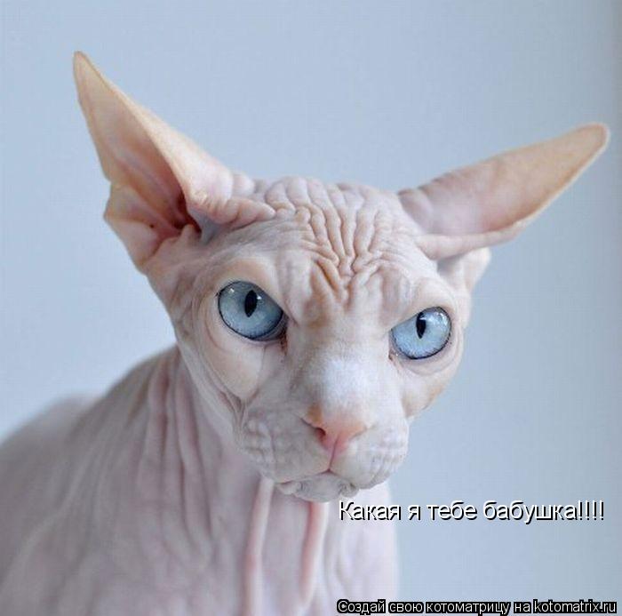 Котоматрица: Какая я тебе бабушка!!!!