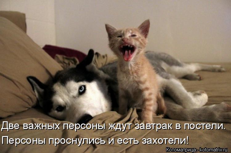 Котоматрица: Две важных персоны ждут завтрак в постели. Персоны проснулись и есть захотели!