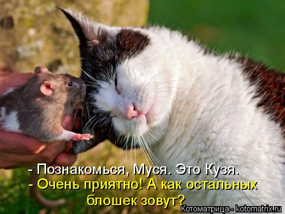 Котоматрица: - Познакомься, Муся. Это Кузя. - Очень приятно! А как остальных блошек зовут?