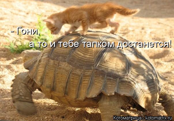 Котоматрица: а то и тебе тапком достанется! - Гони,