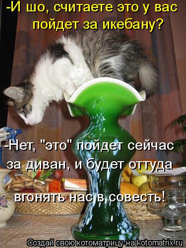 Котоматрица: -И шо, считаете это у вас  пойдет за икебану? -Нет, "это" пойдет сейчас за диван, и будет оттуда вгонять нас в совесть!