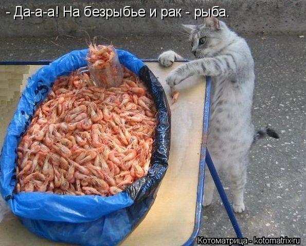 Котоматрица: - Да-а-а! На безрыбье и рак - рыба.