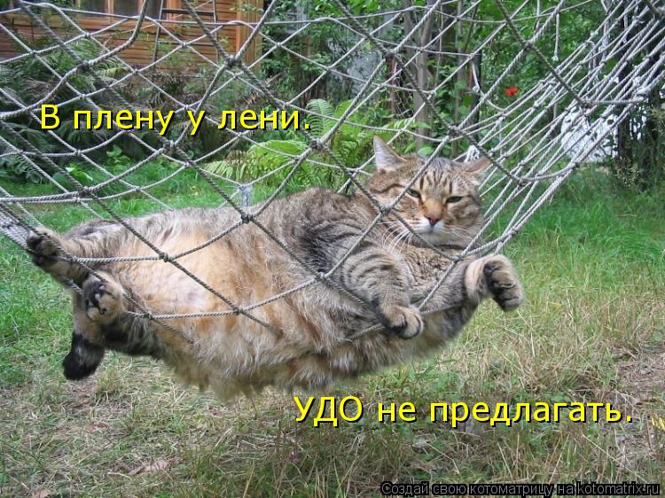 Котоматрица: В плену у лени.  УДО не предлагать.