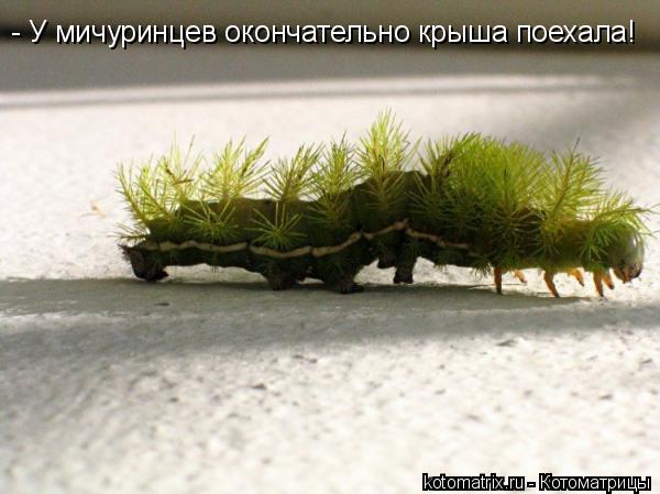 Котоматрица: - У мичуринцев окончательно крыша поехала!