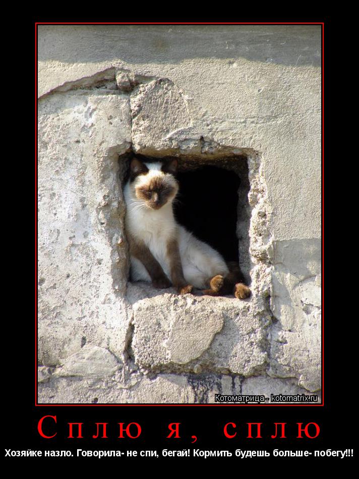 Котоматрица: Сплю я, сплю Хозяйке назло. Говорила- не спи, бегай! Кормить будешь больше- побегу!!!