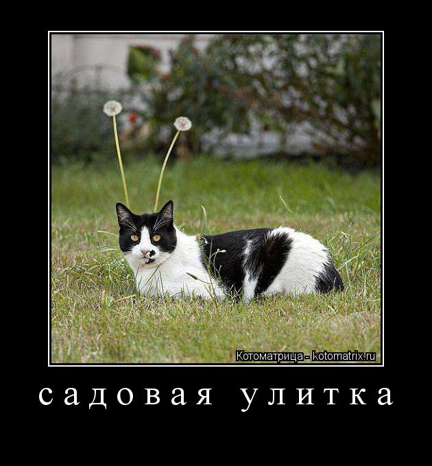 Котоматрица: садовая улитка 