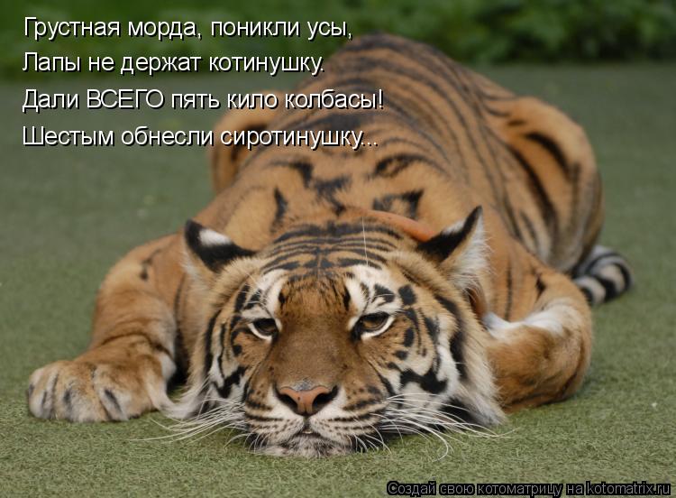 Грустная морда, поникли усы, Лапы не держат котинушку. Дали ВСЕГО пять кило колбасы! Шестым обнесли сиротинушку...