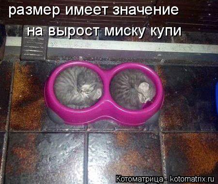 Котоматрица: размер имеет значение на вырост миску купи