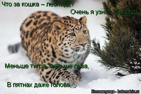 Котоматрица: Что за кошка – леопард? Очень я узнать бы рад.     Меньше тигра, меньше льва,    В пятнах даже голова,