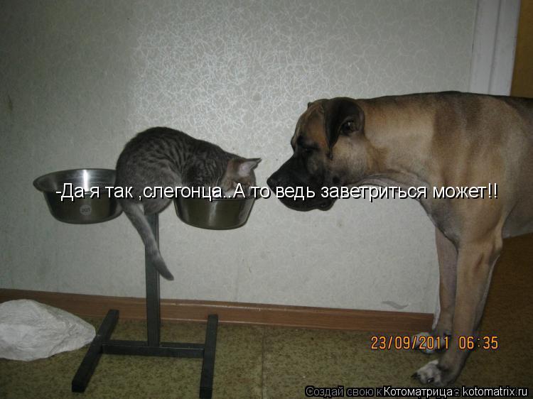 Котоматрица: -Да я так ,слегонца..А то ведь заветриться может!!