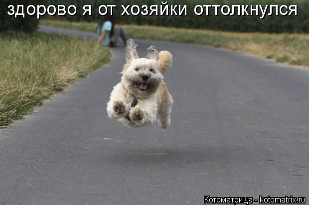 Котоматрица: здорово я от хозяйки оттолкнулся