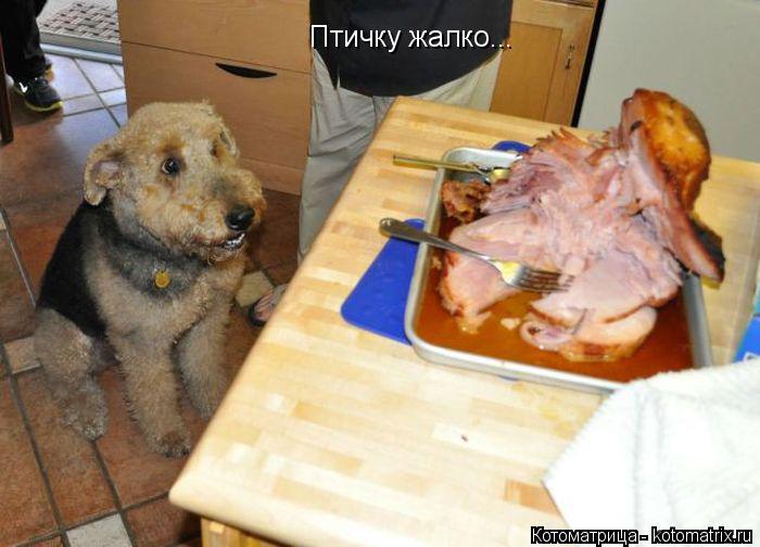 Котоматрица: Птичку жалко...