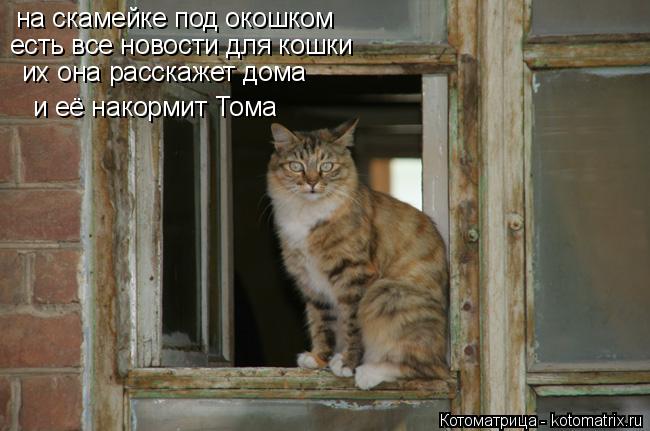 Котоматрица: на скамейке под окошком есть все новости для кошки их она расскажет дома и её накормит Тома