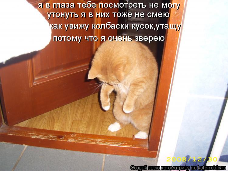 Котоматрица: я в глаза тебе посмотреть не могу утонуть я в них тоже не смею как увижу колбаски кусок,утащу потому что я очень зверею