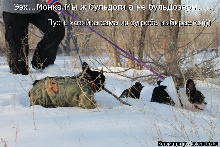 Котоматрица: Пусть хозяйка сама из сугроба выбирается))) Ээх...Монка Мы ж бульдоги а не бульДозеры.....