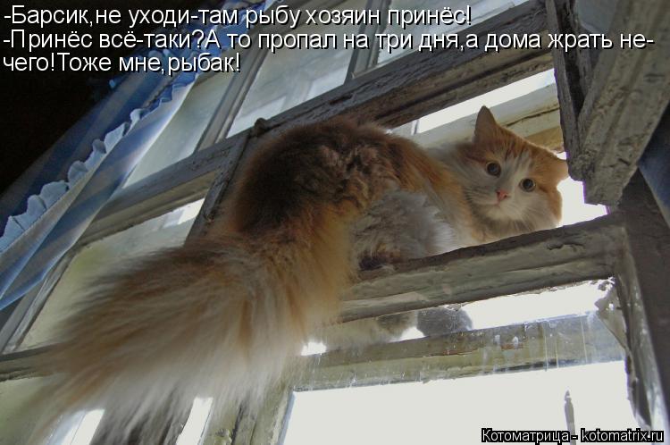 Котоматрица: -Барсик,не уходи-там рыбу хозяин принёс! -Принёс всё-таки?А то пропал на три дня,а дома жрать не- чего!Тоже мне,рыбак!