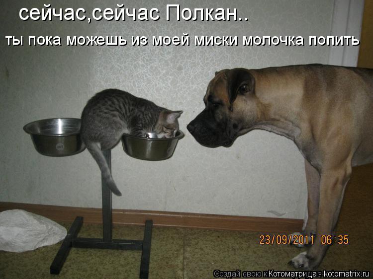 Котоматрица: сейчас,сейчас Полкан.. ты пока можешь из моей миски молочка попить