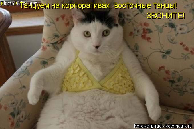 Танцуем на корпоративах восточные танцы! ЗВОНИТЕ!... Котоматрица: Танцуем на корпоративах восточные танцы! ЗВОНИТЕ!