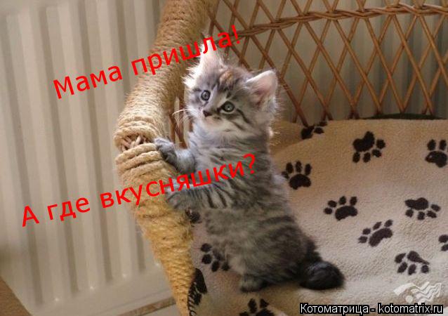 Мама пришла! А где вкусняшки?... Котоматрица: Мама пришла! А где вкусняшки?