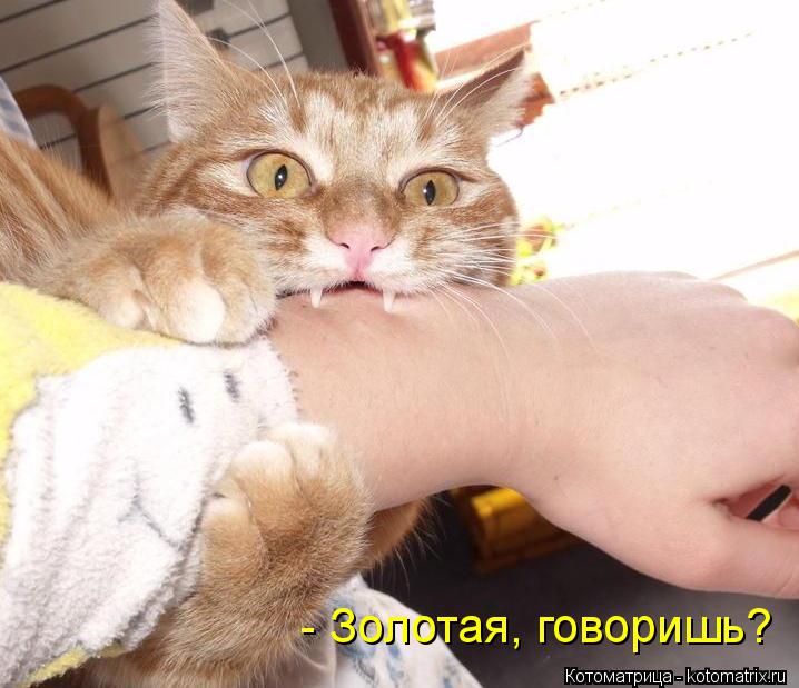 - Золотая, говоришь?... Котоматрица: - Золотая, говоришь?